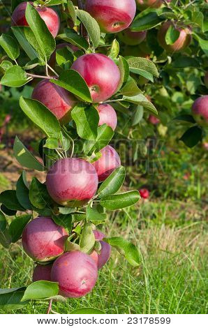 Apples and Apple trees