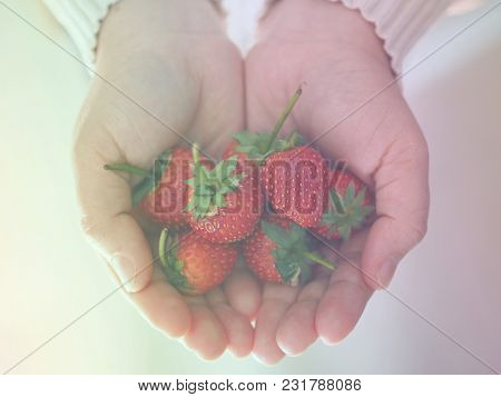 Close Up Strawberries In Woman Hand With Pastel Color