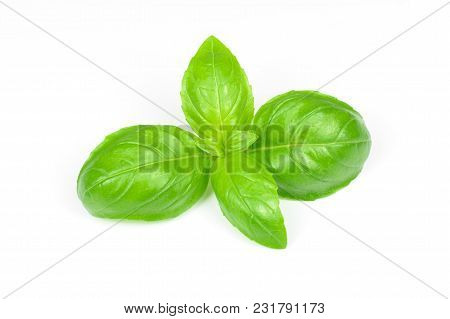 Closeup Of Fresh Basil Leaves Isolated On A White Background.