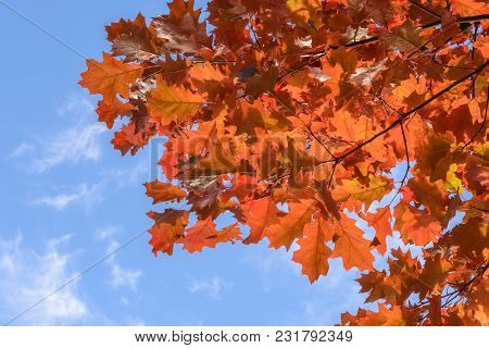 Red Oak Leaves Against The Blue Sky And And Clouds On Sunny Autumn Day
