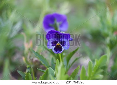 Beautiful Pancy Flower In A Summer  Garden