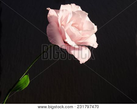 Beautiful  Single Eustoma Flower ( Rose ) On Dark Background