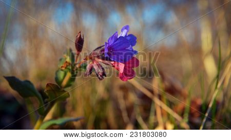 Lungwort Flower