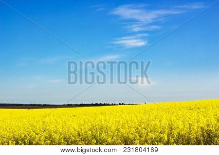 Blurred Background With Yellow Flowering Rapeseed Field Against Blue Sky. Landscape With Rapeseed Fi