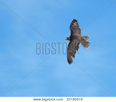 Peregrine Falcon im Flug
