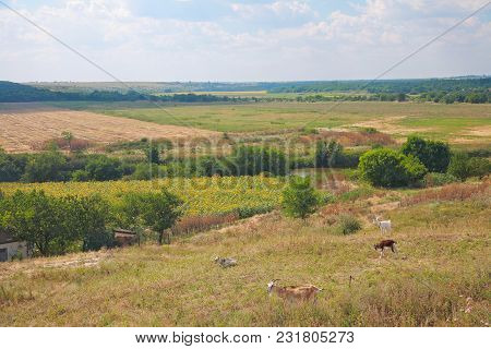 Countryside Landscape. In The Foreground Of Grazing Goats, Then A Field Of Sunflowers, River, Forest
