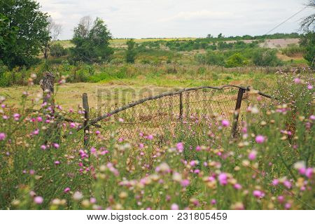 Rural Landscape In The Forest-steppe Zone, Rural Fence, Steppe Flowers