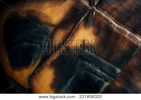 The Texture Of The Carapace Of The Red-eared Terrapins Close Up