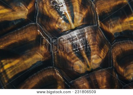 The Texture Of The Carapace Of The Red-eared Terrapins Close Up