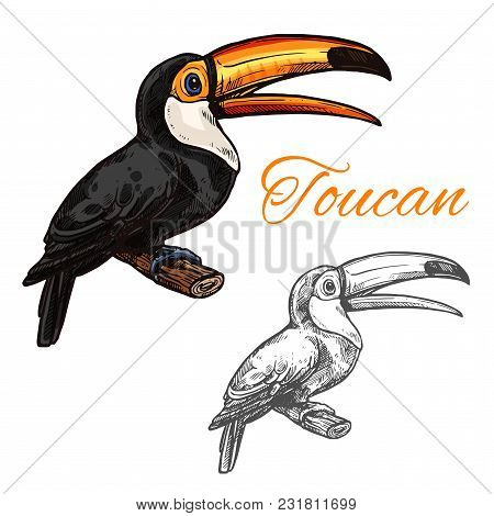 Toucan Exotic Bird Sketch Icon. Vector Isolated Symbol Of Toucan Or Toco Aracari And Toucanet Specie