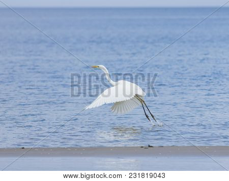 Great White Heron Or Great Egret, Ardea Alba, Taking Off At Sea Shore With Bokeh Background, Selecti