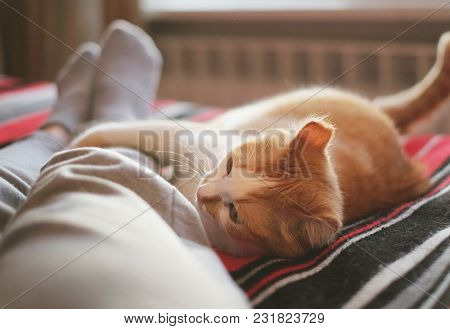 Lying And Relaxing In Bed With Cat Opposite The Window On A Sunny Day