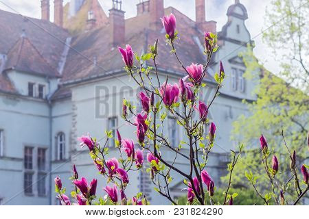 Top Part Of Shrub Of The Flowering Mulan Magnolia At Selective Focus On A Blurred Background Of The 