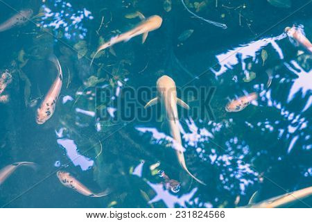 Asian Koi carps, beautiful natural background, traditional pond of fishes, amazing nature of Sri Lanka