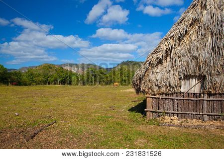Typical Barn On Tobacco Plantations.barn Used For Curing Tobacco. The Vinales Valley, Pinar Del Rio,