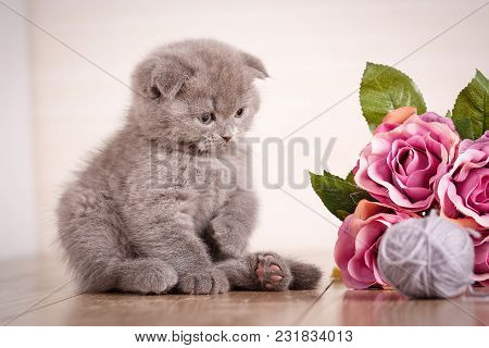 Cat. A Kitten Is Playing. Game With Flowers. Scottish Fold Kitten. Wooden Box With Flowers. Bouquet 