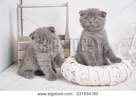 Cat Background. Images-picture For A Calendar With Cats. Cat Poster. Kitty With Blue Eyes.