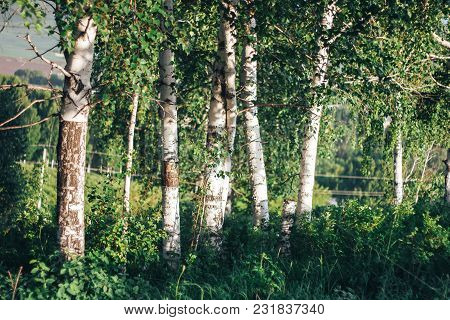 Birch Tree In Forest At Spring Sunset With Green And Orange Background
