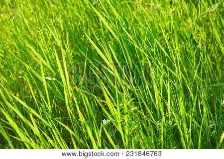 Grassblades closeup on a field