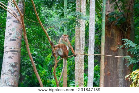 Toque Macaque Monkey, Macaca Tit, Male Sitting On A Branch. Green Tropical Forest Island Of Sri Lank