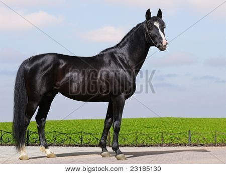 Semental negro Trakehner mirando a cámara