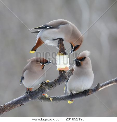 Waxwing Is Forest Beautiful Colorful Bird Birds
