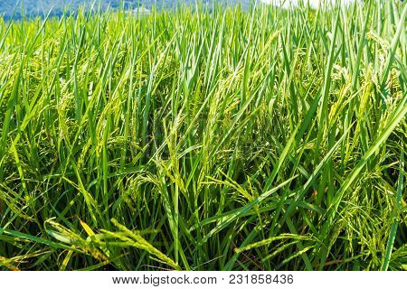 Rice Field Green Natue Leaf Close Up