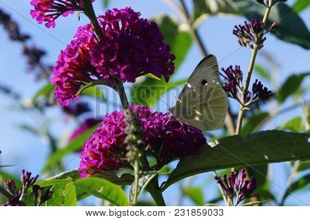 Pieris Brassicae The White Butterfly On Buddleja Davidii