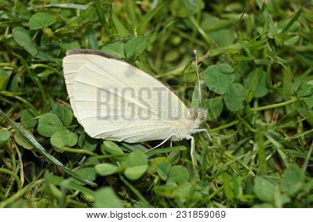 Pieris Brassicae The White Butterfly On Buddleja Davidii