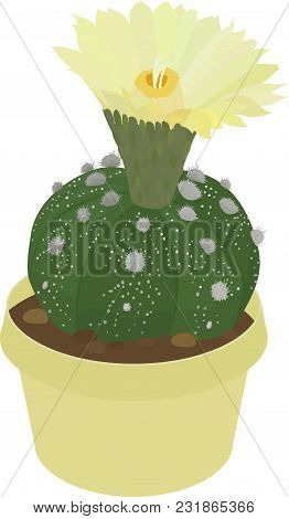 Astrophytum Cactus In Yellow Flowerpot Isolated On White Background Vector Illustration
