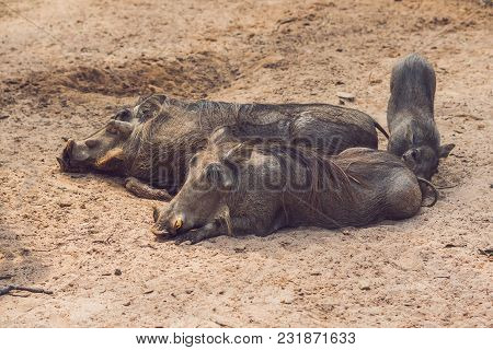 Family Of Warthogs Rest On The Ground.