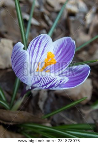 The Arrival Of Beautiful Crocus Blooms Amongst Dried Winter Leaves Indicates That Spring Will Soon B