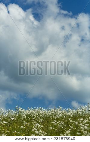 Chamomile Flowers Field In Sun Ligh. Daisies Background. Beautiful Nature Scene. Summer Background. 
