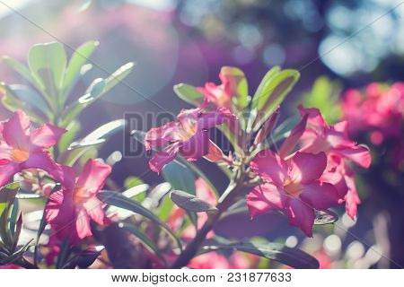 Closeup Adenium Flower Adenium Multiflorum Desert Rose