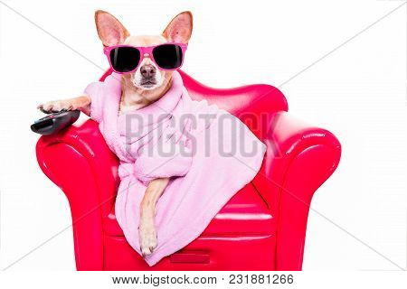 Chihuahua Dog Watching Tv Or A Movie Sitting On A Red Sofa Or Couch  With Remote Control Changing Th