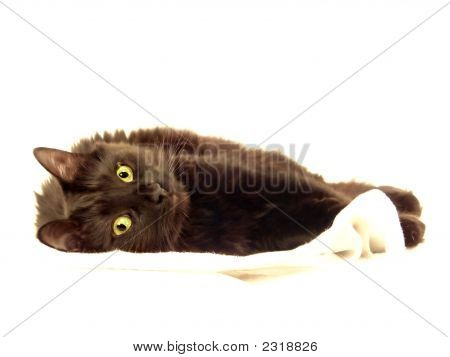 Gatto nero