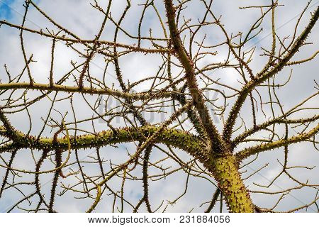 The Silk Floss Tree On Cloudy Sky