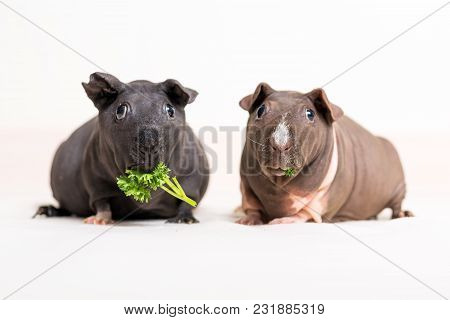 Skinny Guinea Pigs Isolated On A White Background