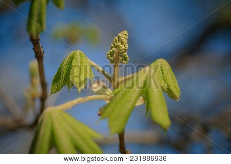 Young Leaves And Flower Buds Of Horse Chestnut In May In Spring.