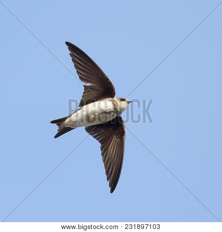 Sand Martin Bird Flies In The Air