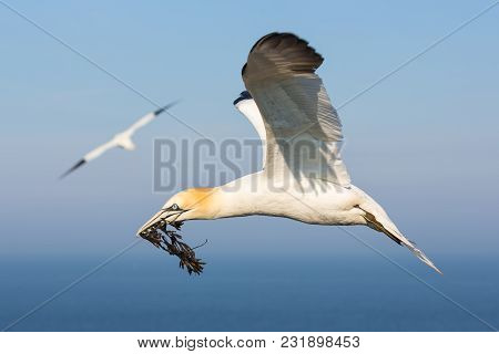 Flying Northern Gannet With Spread Out Wings Collecting Kelp To Build A Nest At The Cliffs Of German