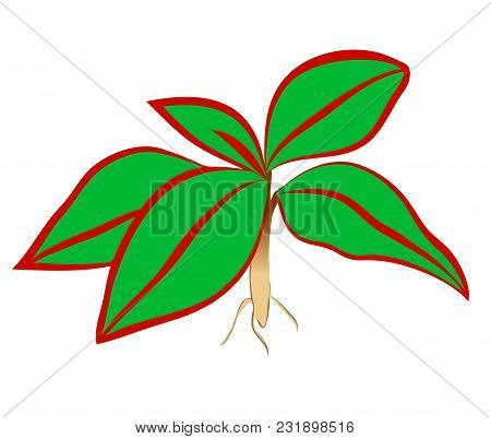 Vector Illustration, Flat Bright Green With Red Stripes Aglaonema Decorative Houseplant Isolated On 