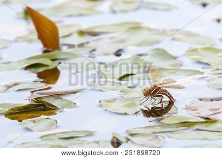 A Large Dragonfly In Water In The Mid-summer