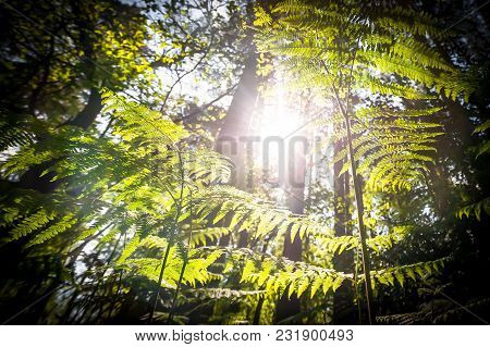 Springtime Sunrise Through A Forest Of Ferns And Trees