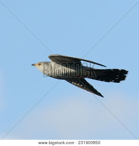 The Cuckoo Fly In Mid Summer On A Warm Summer Day