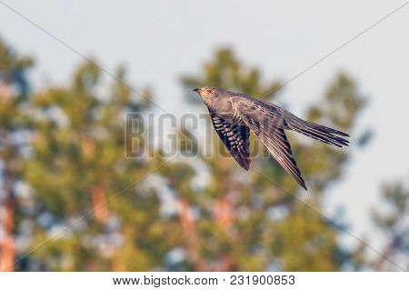 The Cuckoo Fly In Mid Summer On A Warm Summer Day