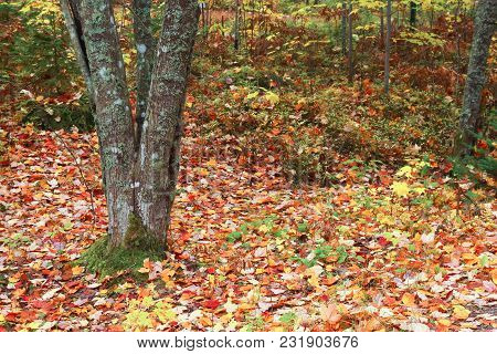 Autumn Colors In Nature Tree Leaf Red Yellow