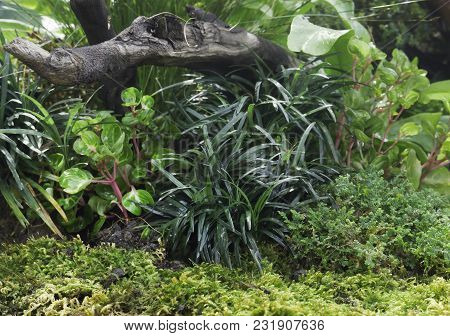 Tropical Green Forest In Gardendesign As Background