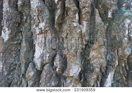 Close Shot Of Dry Bark Of Black Poplar