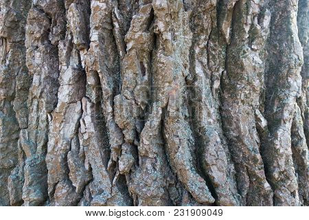 Close View Of Dry Bark Of Black Poplar